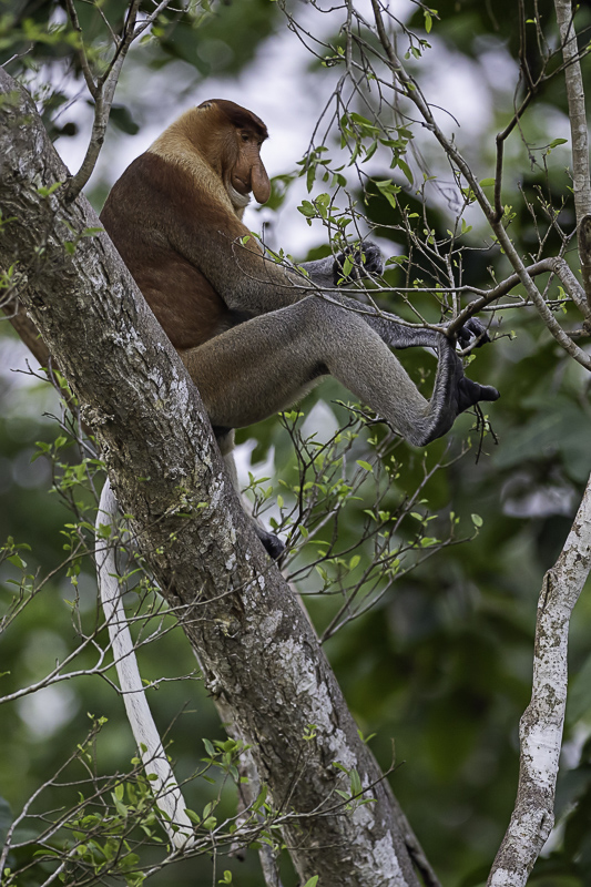 Proboscis monkey (m)