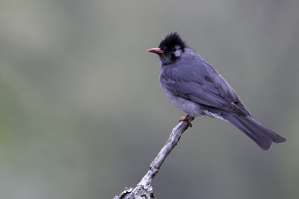 Black Bulbul - Himalayaanse Zwarte Buulbuul - Bulbul noir