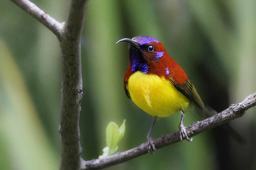 Mrs Goulds Sunbird - Goulds Honingzuiger - Souimanga de Gould (m)