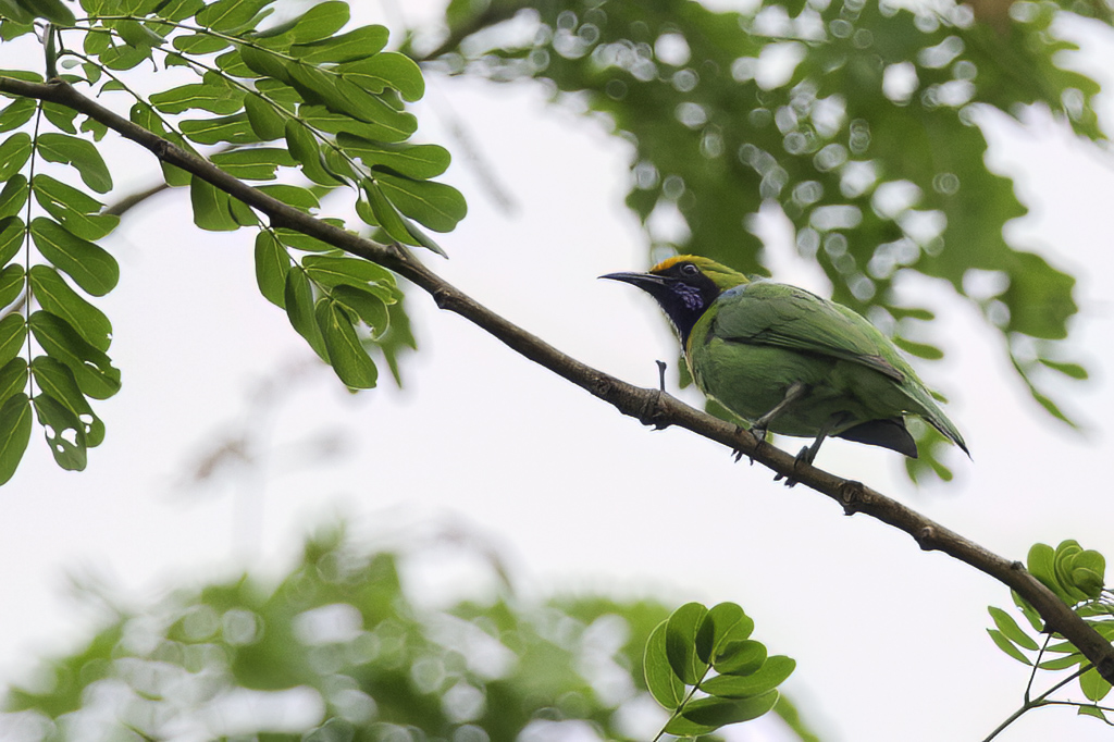 Golden-fronted Leafbird - Goudvoorhoofdbladvogel - Verdin  front dor