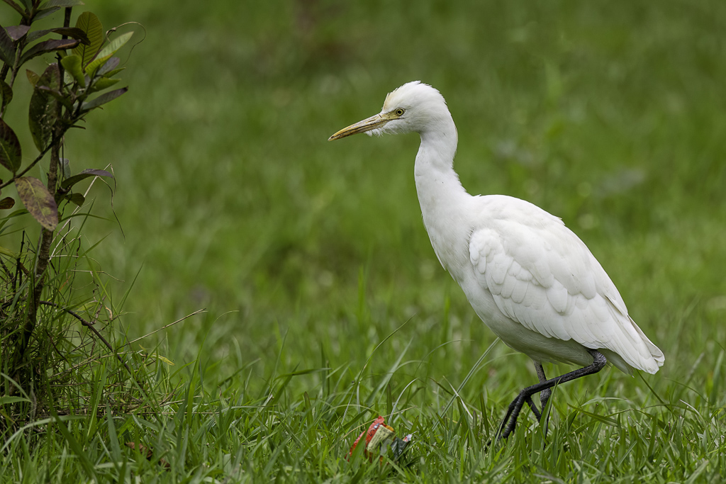 Eastern Cattle Egret - Oostelijke Koereiger - Garde-boeufs dAsie