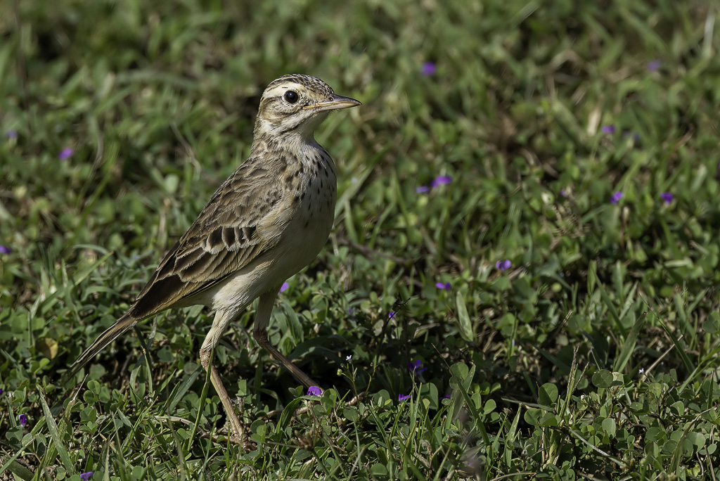 Richards Pipit - Grote Pieper - Pipit de Richard