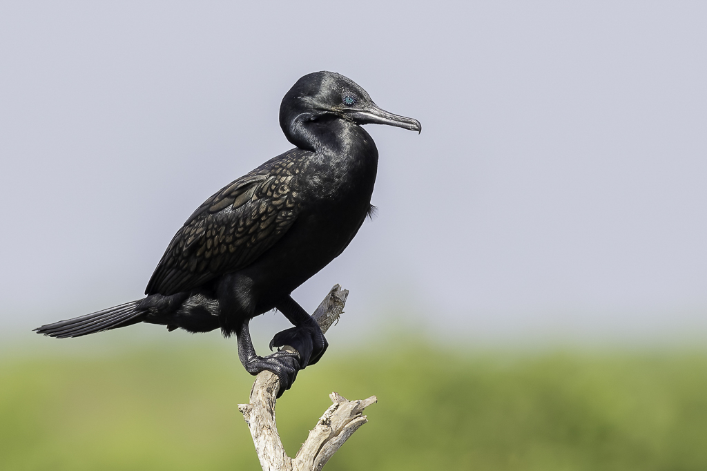 Indian Cormorant - Indische Aalscholver - Cormoran  cou brun