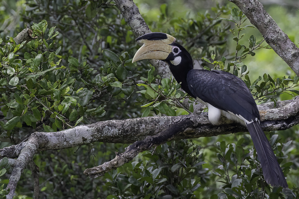 Malabar Pied Hornbill - Malabarneushoornvogel - Calao de Malabar (f)