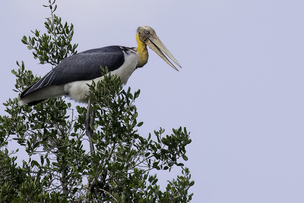 Lesser Adjutant - Javaanse Maraboe - Marabout chevelu