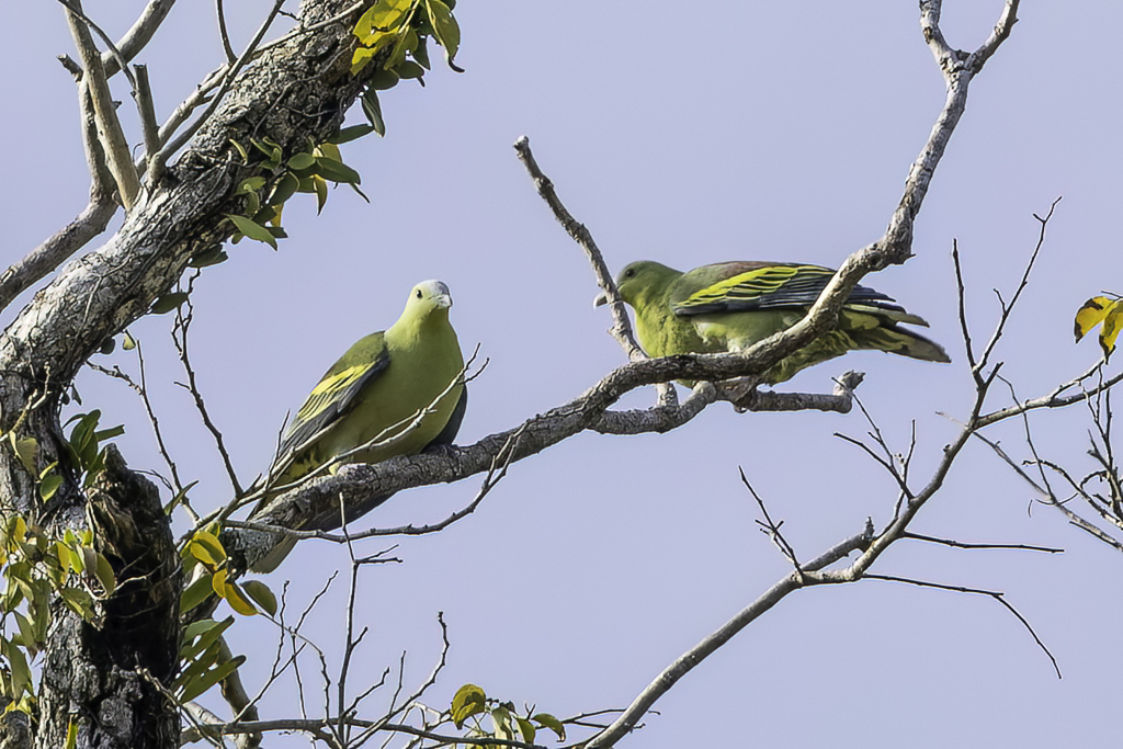 Andaman Green Pigeon - Andamanenpapegaaiduif - Colombar des Andaman