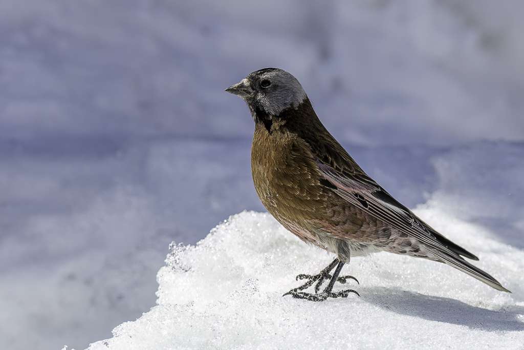 Grey-crowned (Hepburns) Rosy Finch - Grijskruinbergvink - Roselin  tte grise
