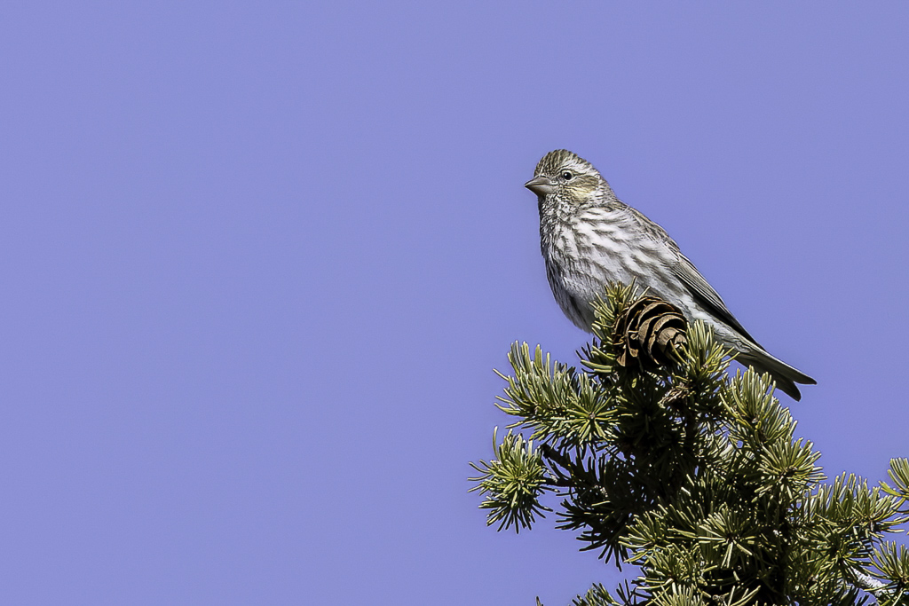 Cassins Finch - Cassins Roodmus - Roselin de Cassin (f)