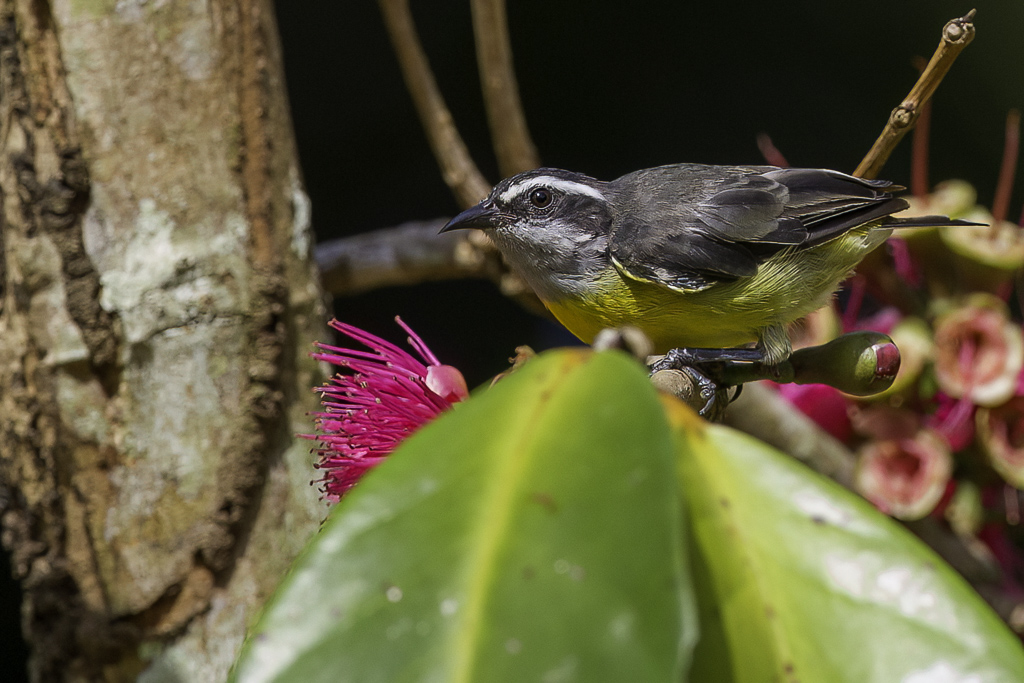 Bananaquit - Suikerdiefje - Sucrier  ventre jaune