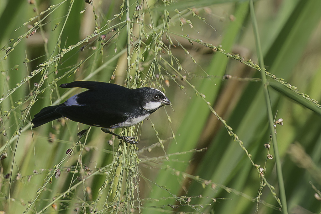 Lined Seedeater - Witsterdikbekje - Sporophile bouveron