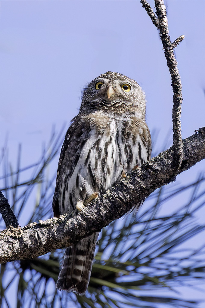 Northern Pygmy Owl - Noordelijke Dwerguil - Chevchette des Rocheuses
