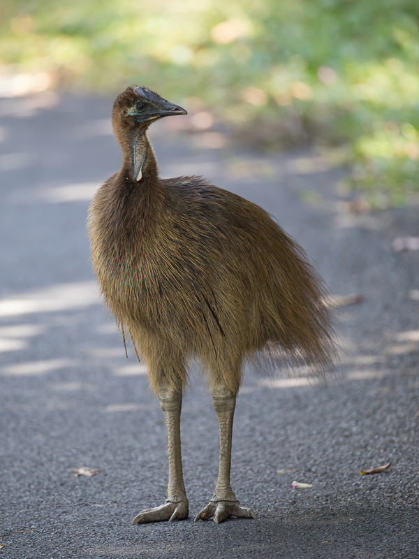 Southern Cassowary (j)