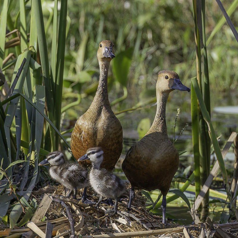 Lesser Whistling Duck