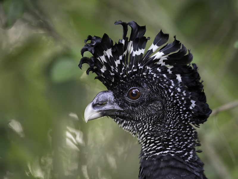 Great Curassow (m)