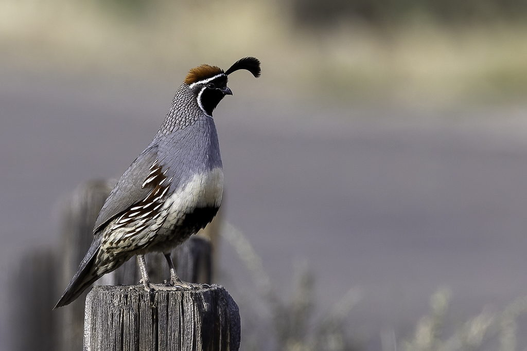 Gambels Quail