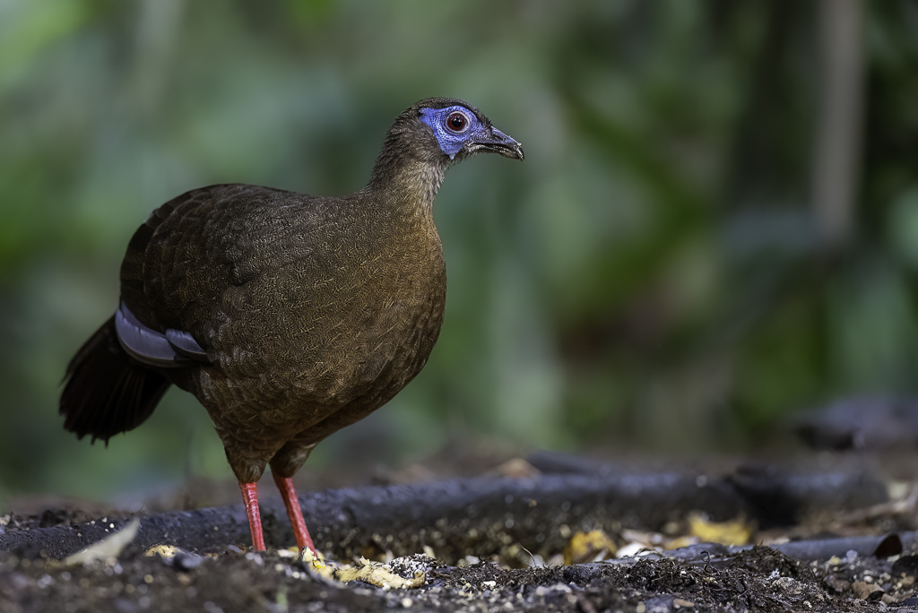 Bulwers Pheasant (f)