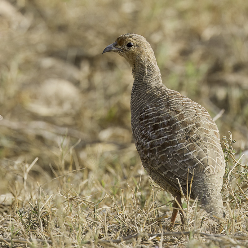 Grey Francolin