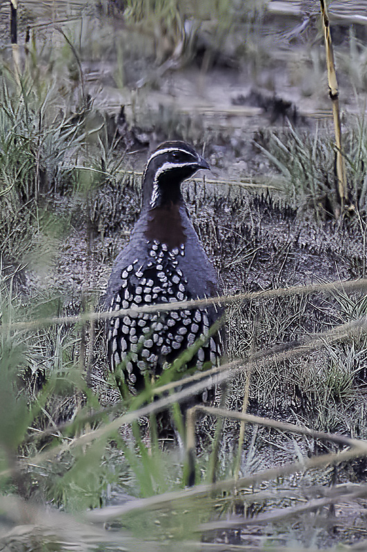 Madagascar Partridge (m)