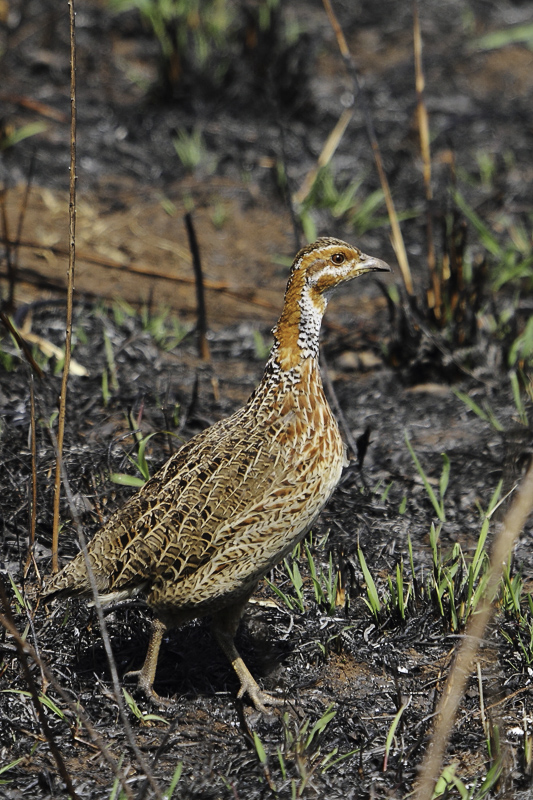 Red-winged Francolin