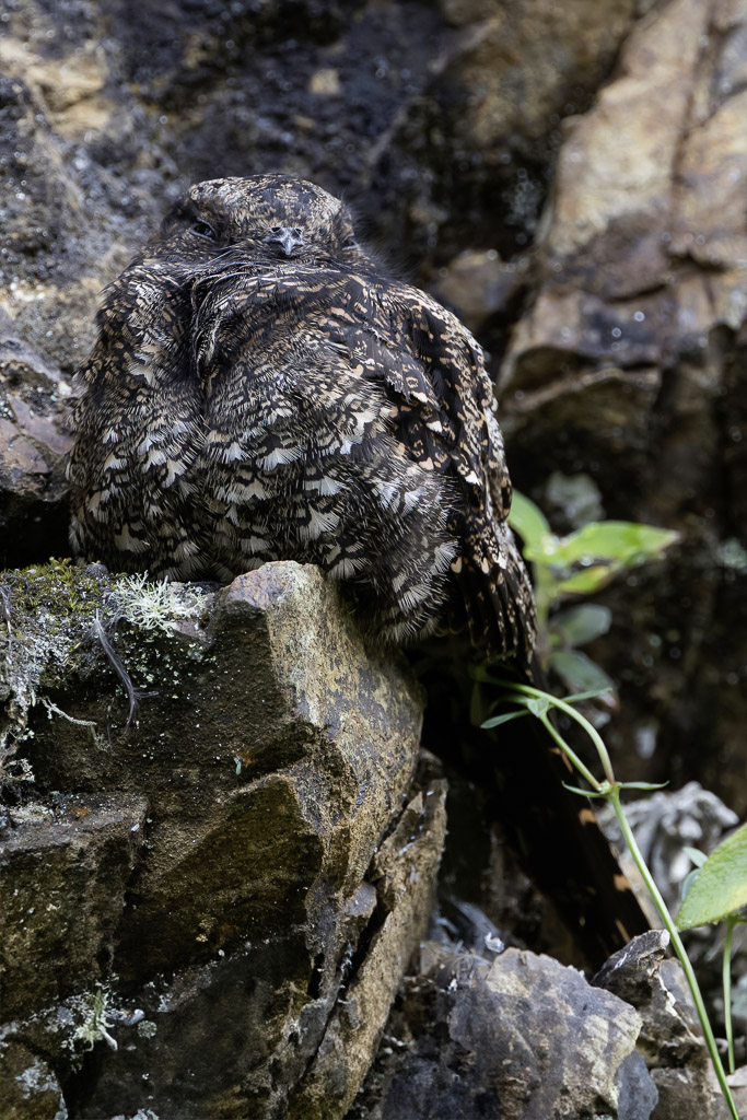 Lyre-tailed Nightjar (f)