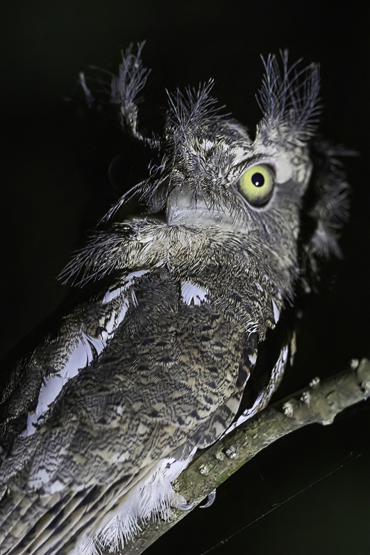 Palawan Frogmouth