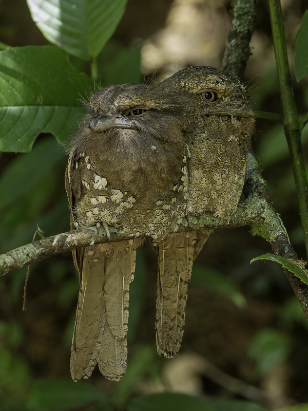 Sri Lanka Frogmouth