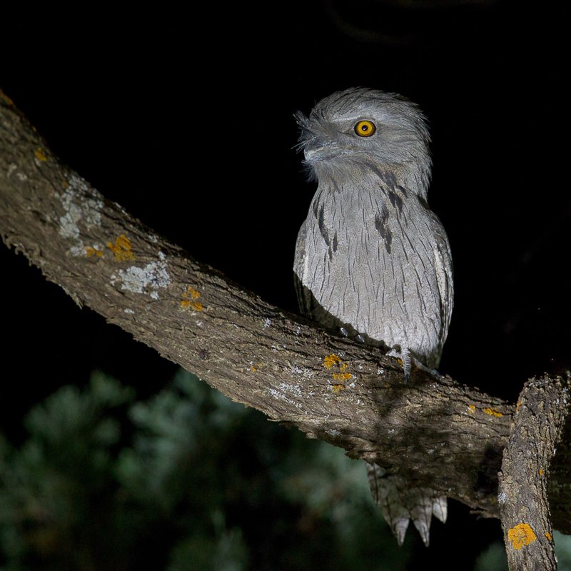 Tawny Frogmouth