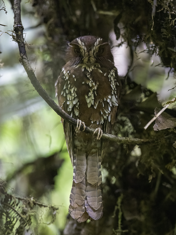 Feline Owlet-Nightjar