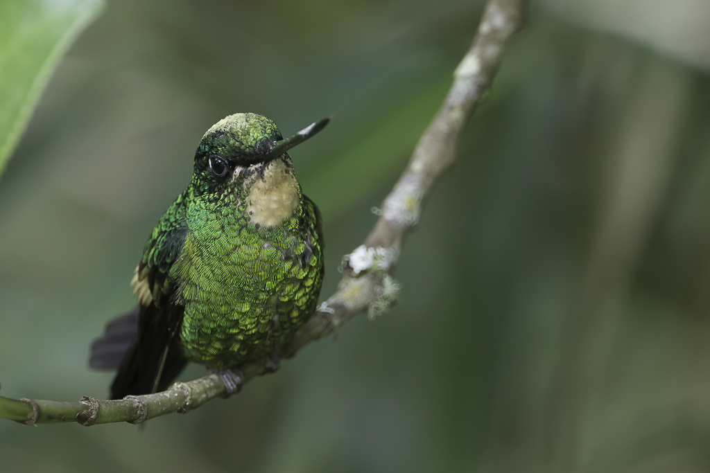 Buff-winged Starfrontlet (f)