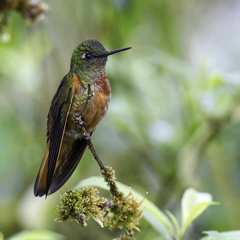Chestnut-breasted Coronet