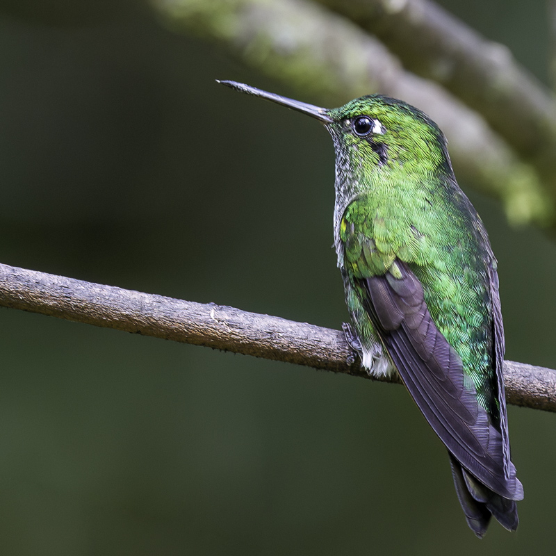 Emerald-bellied Puffleg