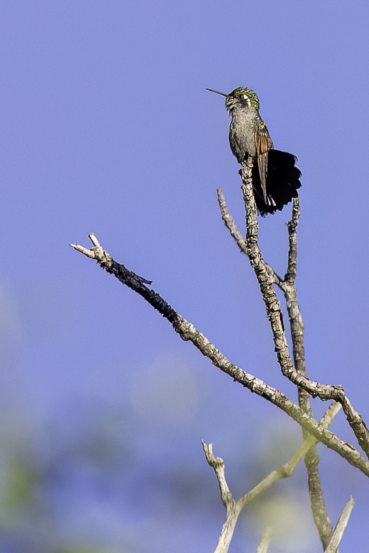 Garnet-throated Hummingbird (f)