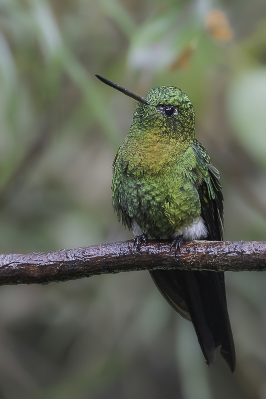 Golden-breasted Puffleg