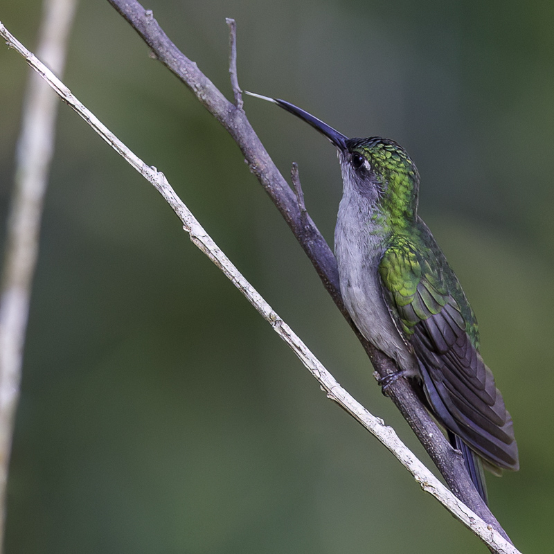 Grey-breasted Sabrewing