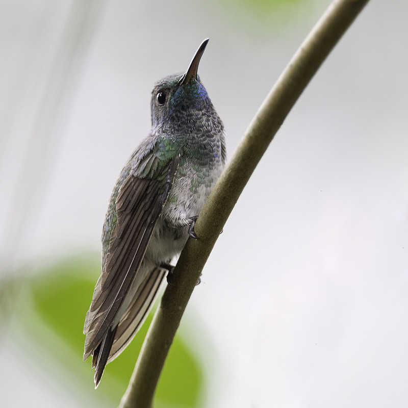 Mangrove Hummingbird