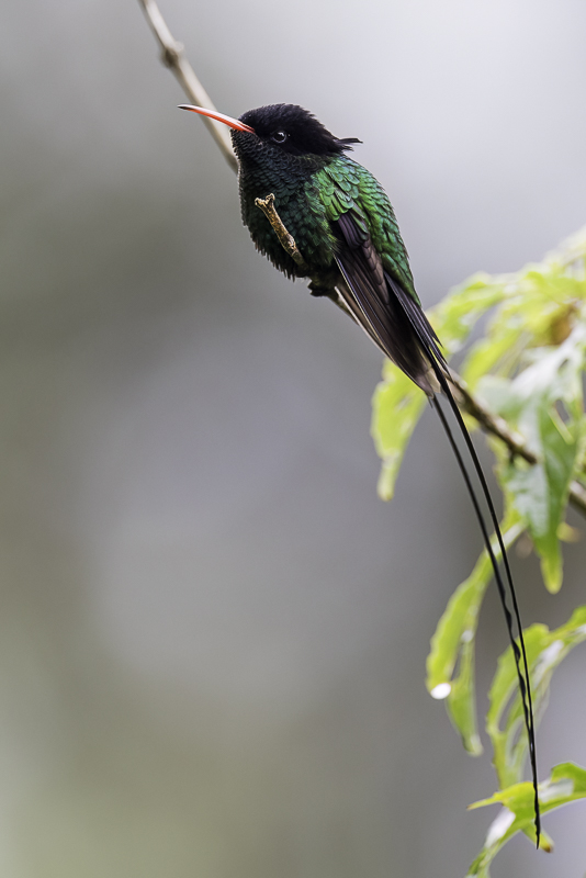 Red-billed Streamertail (m)