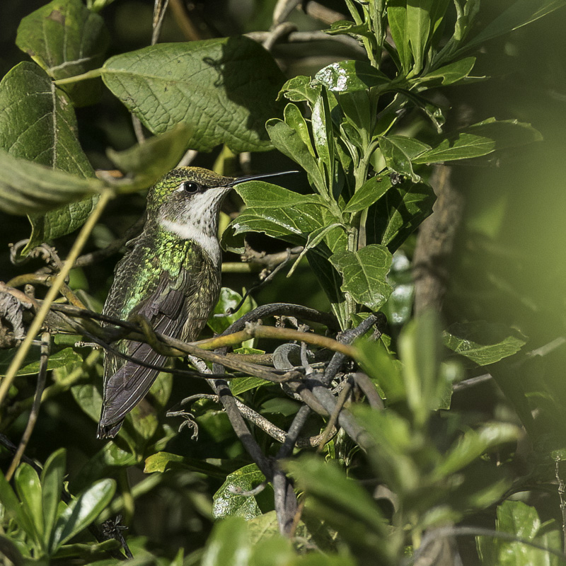 Ruby-throated Hummingbird (f)
