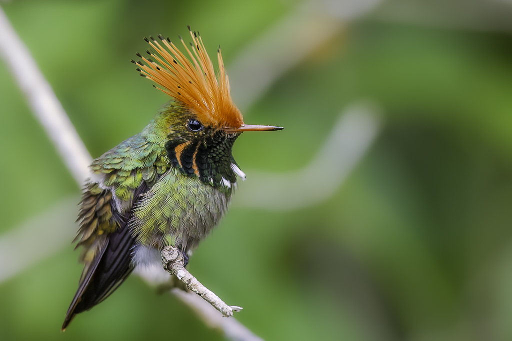 Rufous-crested Coquette (m).