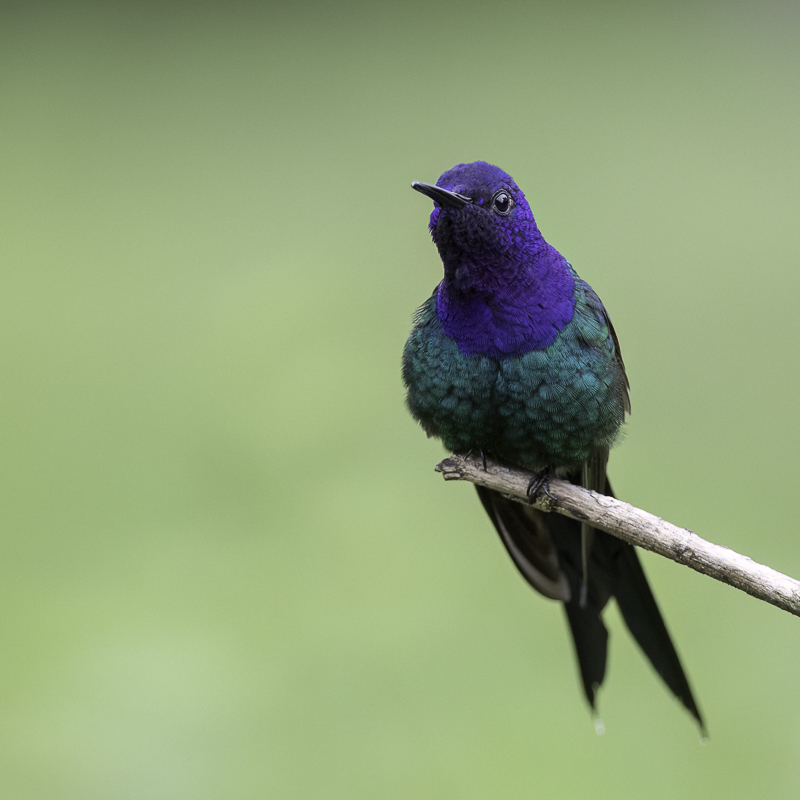 Swallow-tailed Hummingbird
