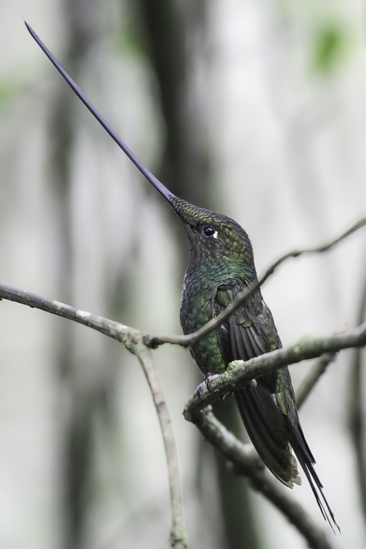 Sword-billed Hummingbird (m)