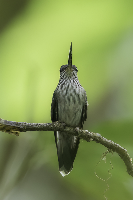 Tooth-billed Hummingbird