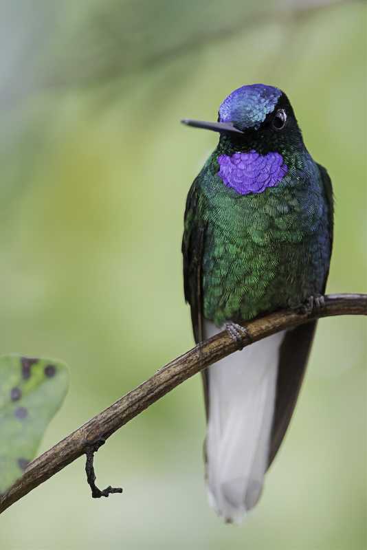 White-tailed Starfrontlet