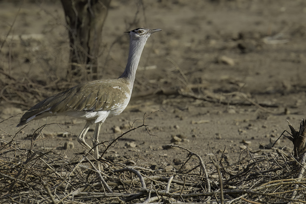 Arabian Bustard