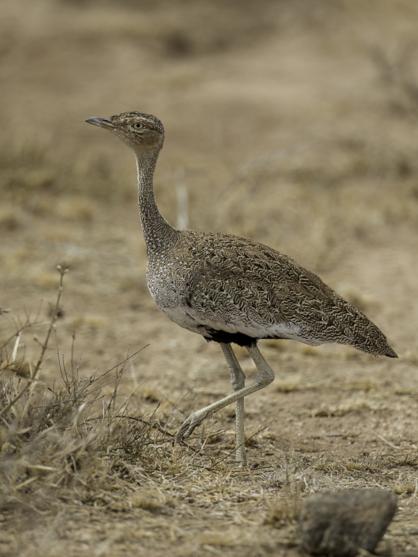 Buff-crested Bustard