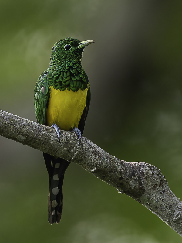 African Emerald Cuckoo (m)