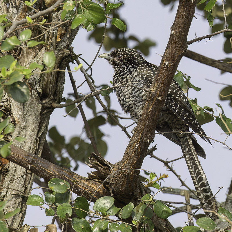 Asian Koel (f or imm m)