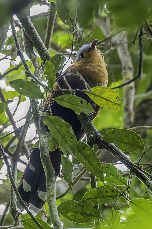 Black-bellied Cuckoo