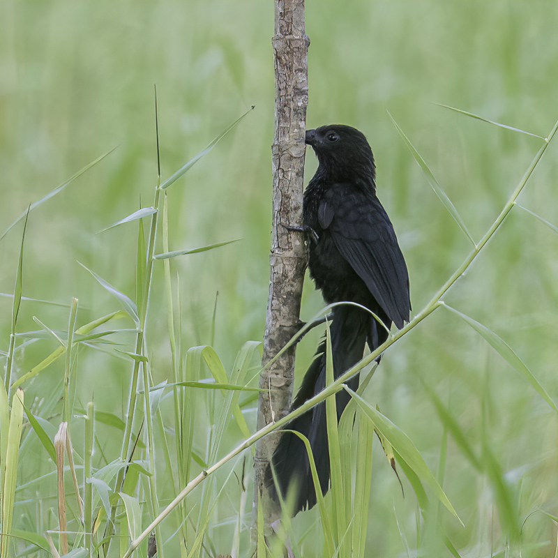 Black-billed Coucal