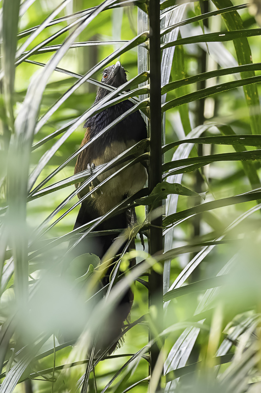 Black-throated Coucal