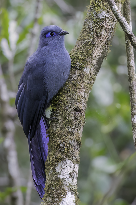 Blue Coua